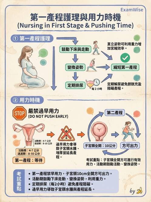 護理師 - 產程機轉與待產護理 - AI 圖文解析預覽