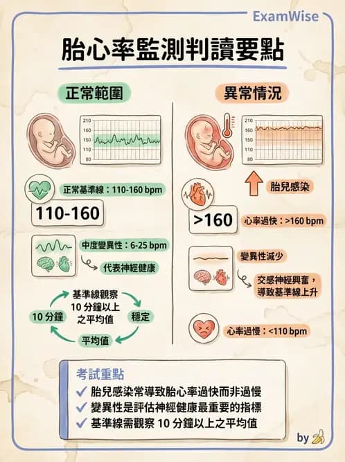 護理師 - 胎兒發育與監測評估 - AI 圖文解析預覽