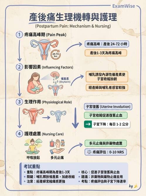 護理師 - 產後生理恢復與護理 - AI 圖文解析預覽