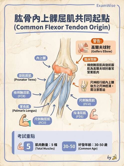 護理師 - 骨骼、肌肉系統 - AI 圖文解析預覽