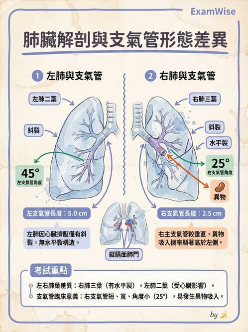 護理師 - 呼吸系統 - AI 圖文解析預覽