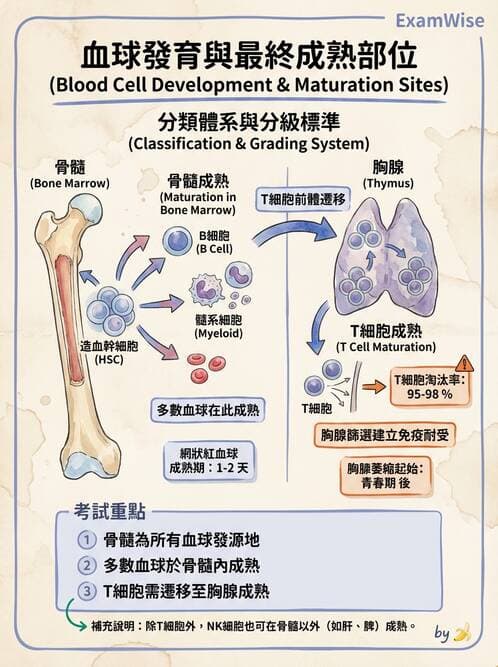 護理師 - 細胞生理 - AI 圖文解析預覽