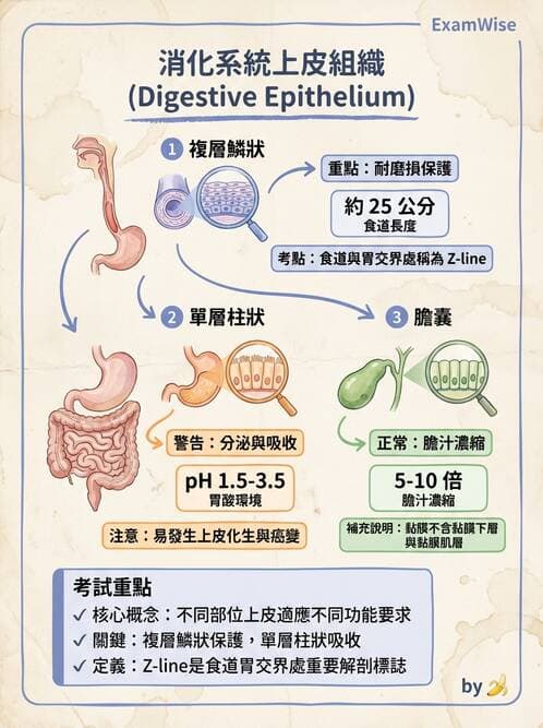 護理師 - 消化道 - AI 圖文解析預覽
