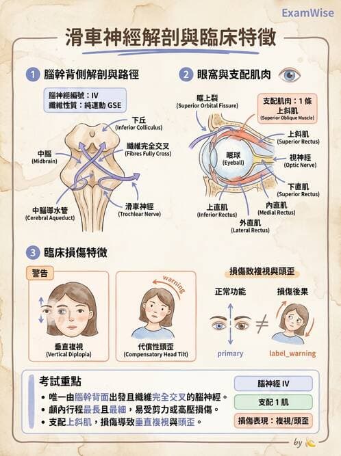 護理師 - 神經系統 - AI 圖文解析預覽