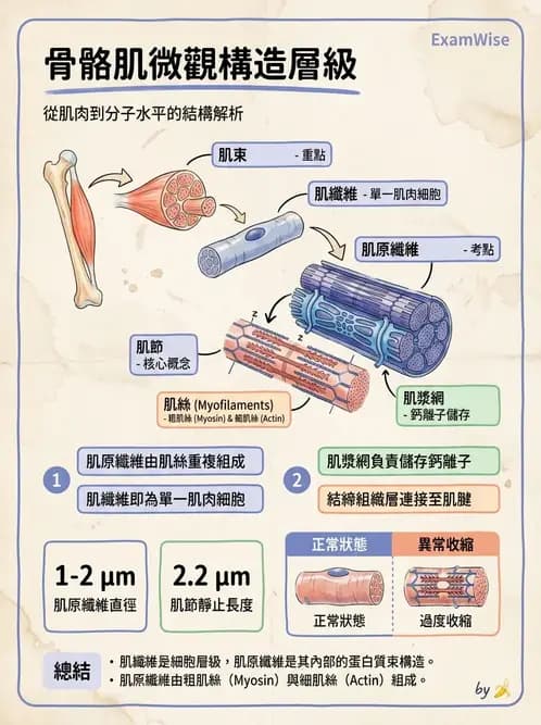 護理師 - 肌肉 - AI 圖文解析預覽