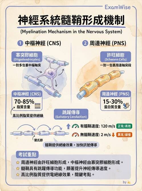 護理師 - 神經傳導、突觸與反射 - AI 圖文解析預覽