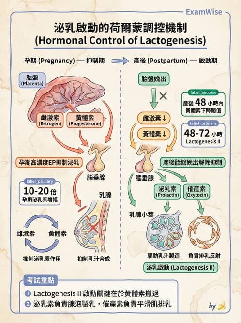 護理師 - 內分泌系統 - AI 圖文解析預覽