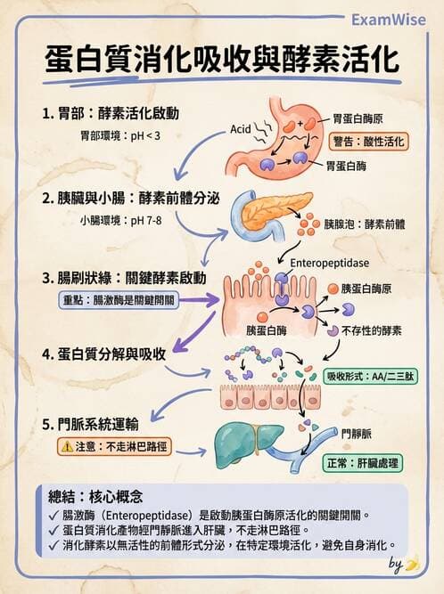 護理師 - 消化系統 - AI 圖文解析預覽