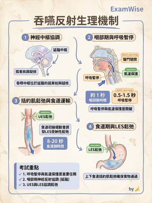 護理師 - 消化系統 - AI 圖文解析預覽