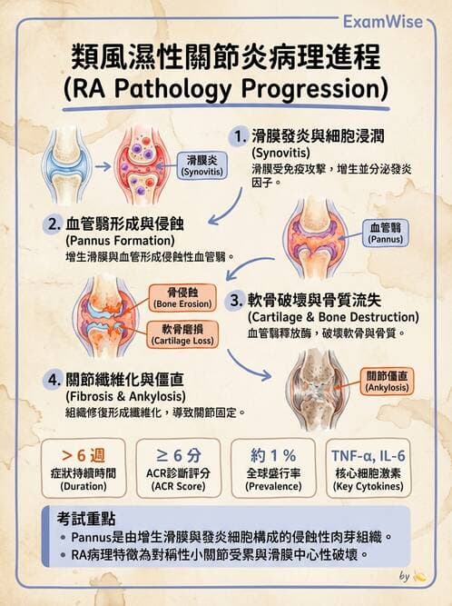 護理師 - 骨骼肌肉系統 - AI 圖文解析預覽