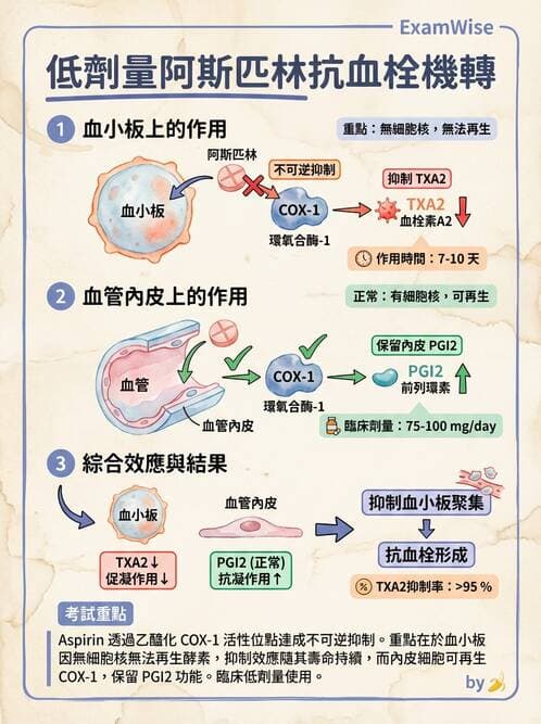 護理師 - 心臟藥物與抗血栓劑 - AI 圖文解析預覽