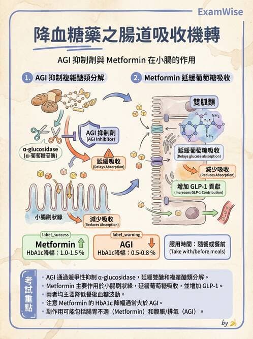護理師 - 影響新陳代謝及內分泌功能藥物 - AI 圖文解析預覽