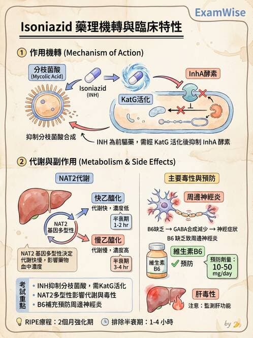 護理師 - 抗感染藥物 - AI 圖文解析預覽