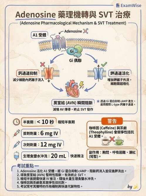 護理師 - 心臟藥物與抗血栓劑 - AI 圖文解析預覽