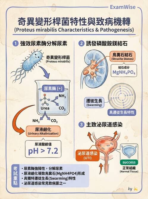 護理師 - 革蘭氏陰性細菌 - AI 圖文解析預覽
