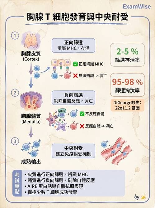 護理師 - 免疫系統組成、抗原-抗體、補體、先天性免疫 - AI 圖文解析預覽