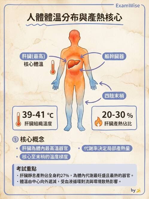 護理師 - 體溫與呼吸評估 - AI 圖文解析預覽