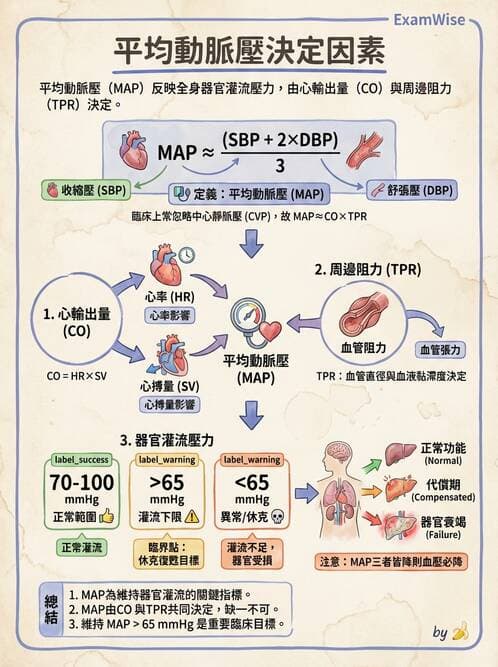 護理師 - 循環評估(脈搏與血壓) - AI 圖文解析預覽