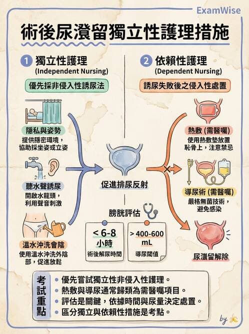 護理師 - 泌尿排泄與導尿護理 - AI 圖文解析預覽