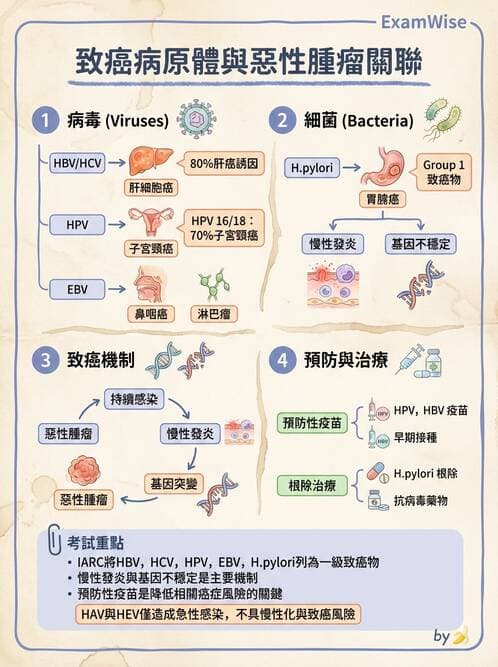 護理師 - 腫瘤概論與診斷 - AI 圖文解析預覽