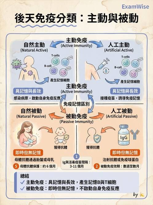 護理師 - 自體免疫疾病與過敏反應 - AI 圖文解析預覽