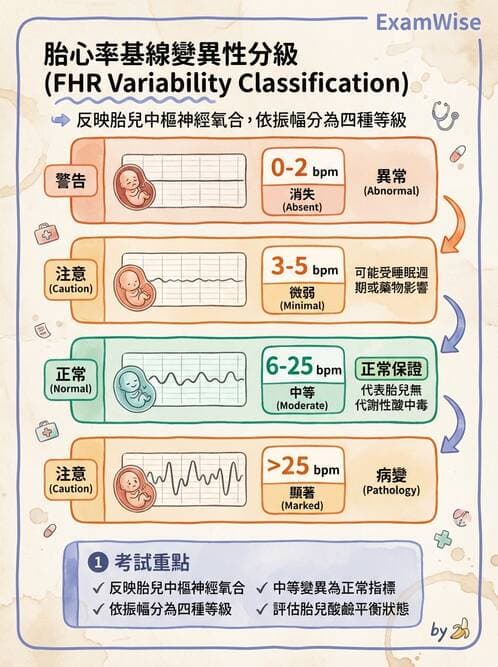 護理師 - 分娩過程與產科急症 - AI 圖文解析預覽