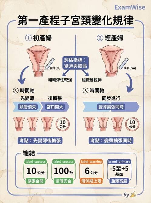 護理師 - 產程機轉與待產護理 - AI 圖文解析預覽