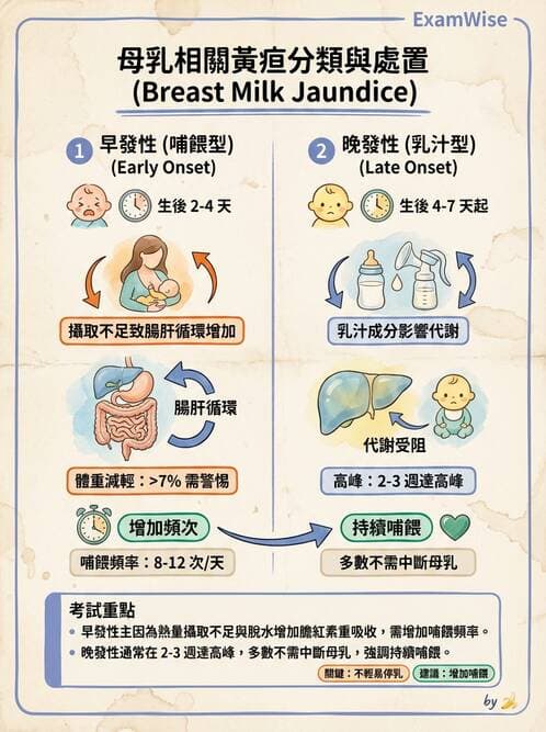 護理師 - 母乳哺餵 - AI 圖文解析預覽