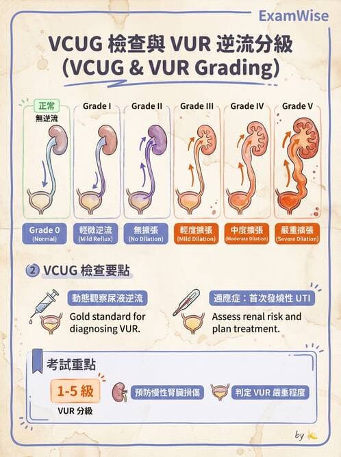 護理師 - 兒童泌尿系統疾病 - AI 圖文解析預覽
