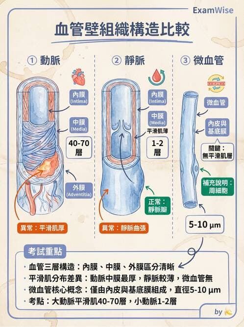 護理師 - 循環系統 - AI 圖文解析預覽