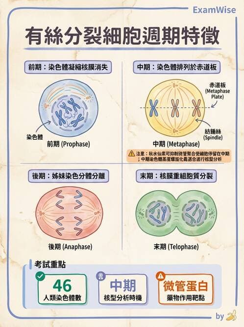 護理師 - 細胞生理 - AI 圖文解析預覽