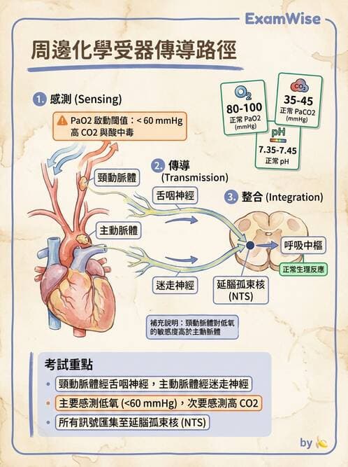 護理師 - 腦功能、自主神經與感覺 - AI 圖文解析預覽