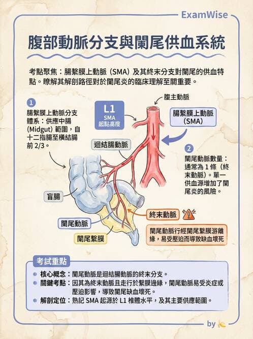 護理師 - 肝膽與腹部血管 - AI 圖文解析預覽