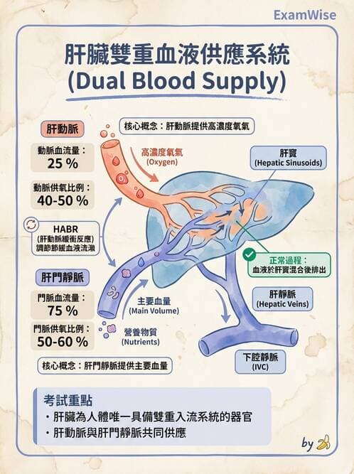 護理師 - 肝膽與腹部血管 - AI 圖文解析預覽