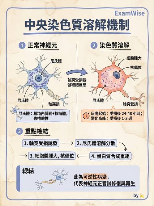 護理師 - 神經系統 - AI 圖文解析預覽