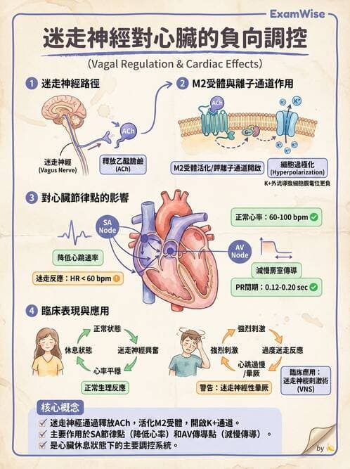 護理師 - 腦功能、自主神經與感覺 - AI 圖文解析預覽