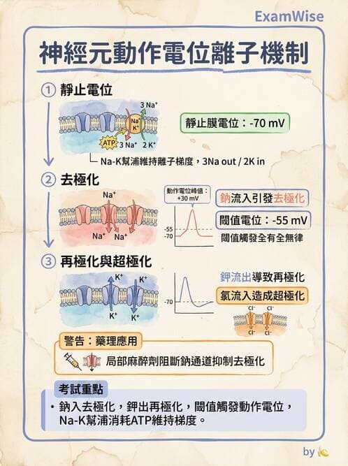 護理師 - 神經傳導、突觸與反射 - AI 圖文解析預覽