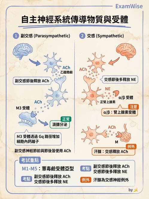 護理師 - 腦功能、自主神經與感覺 - AI 圖文解析預覽