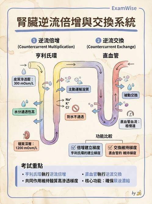 護理師 - 泌尿系統 - AI 圖文解析預覽
