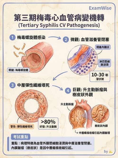 護理師 - 呼吸、循環系統 - AI 圖文解析預覽