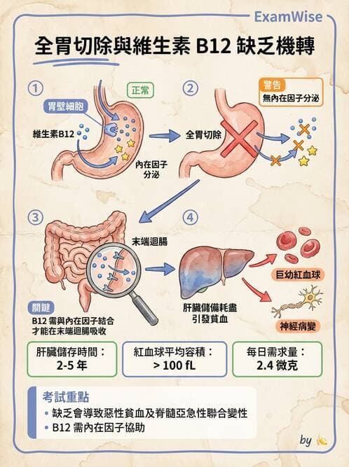 護理師 - 造血及淋巴系統 - AI 圖文解析預覽