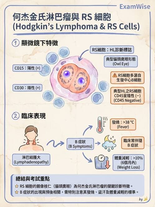 護理師 - 造血及淋巴系統 - AI 圖文解析預覽