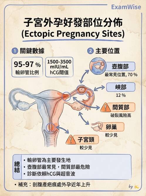 護理師 - 女性生殖系統及乳房 - AI 圖文解析預覽