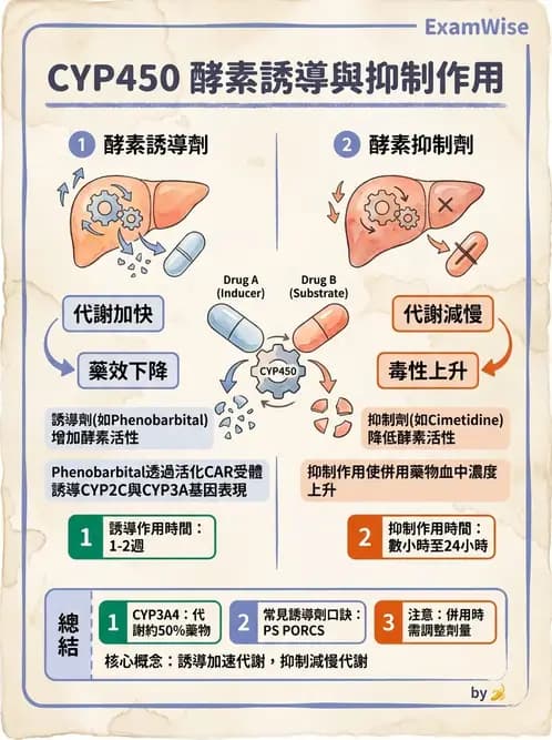 護理師 - 藥理學的一般概念 - AI 圖文解析預覽