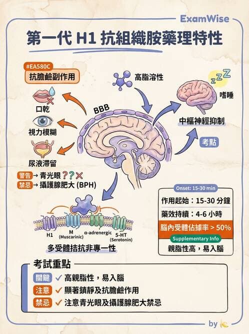 護理師 - 呼吸道及胃腸道作用藥物 - AI 圖文解析預覽