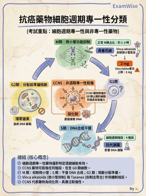 護理師 - 化學治療與免疫調節藥物 - AI 圖文解析預覽
