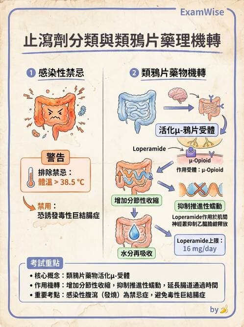 護理師 - 呼吸道及胃腸道作用藥物 - AI 圖文解析預覽