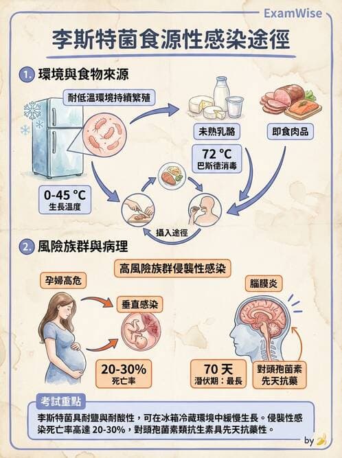 護理師 - 革蘭氏陽性細菌 - AI 圖文解析預覽
