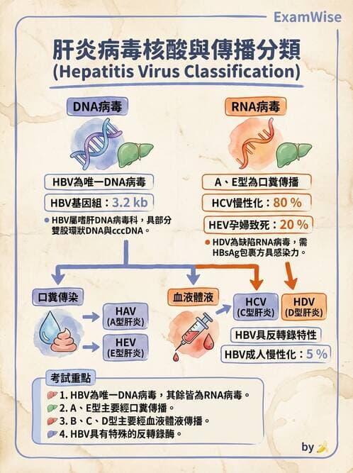 護理師 - DNA 病毒與肝炎病毒 - AI 圖文解析預覽