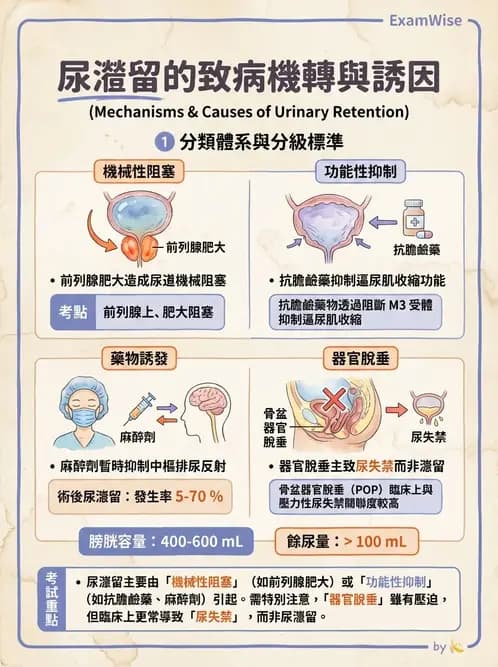 護理師 - 泌尿排泄與導尿護理 - AI 圖文解析預覽